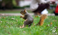今天收到一个oa想看面经，让我拍的squirrel出来帮我求点米米